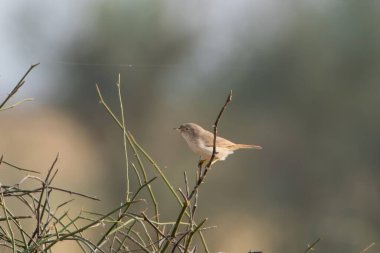 Asya çöl bülbülü (Curruca nana) Hindistan 'ın Rajasthan kentinde çöl milli parkını gözlemledi.