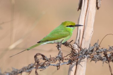 Hindistan, Rajasthan 'daki çöl ulusal parkında Asyalı yeşil arı yiyiciler veya Merops orientalis.