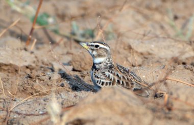 Rajasthan, Hindistan 'daki çöl ulusal parkında iki uçlu tarla kuşu (Melanocorypha bimaculata)