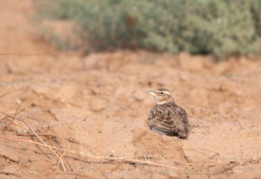 Rajasthan, Hindistan 'daki çöl ulusal parkında iki uçlu tarla kuşu (Melanocorypha bimaculata)