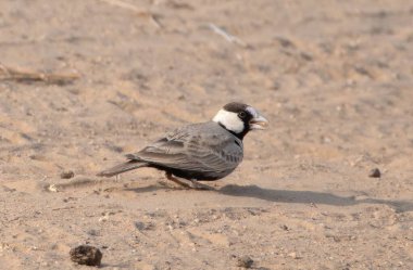 black-crowned sparrow-lark (Eremopterix nigriceps) at desert national park in Rajasthan, India clipart