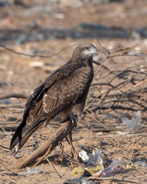 Black-eared kite (Milvus lineatus) at Jorbeer in Rajasthan, India clipart