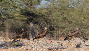 Hindistan, Rajasthan 'daki Jorbeer' de siyah kulaklı uçurtma (Milvus lineatus)