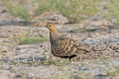 Hindistan 'ın Rajasthan kentindeki çöl milli parkında kestane kestanesi göbekli kum tavuğu (Pterocles exustus)