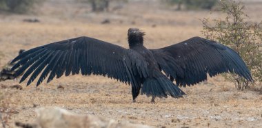 Sinemalı akbaba (Aegypius monachus), Jorbeer, Rajasthan 'daki en büyük Eski Dünya akbabası.