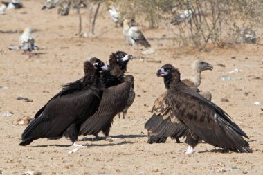 Sinemalı akbaba (Aegypius monachus), Jorbeer, Rajasthan 'daki en büyük Eski Dünya akbabası.