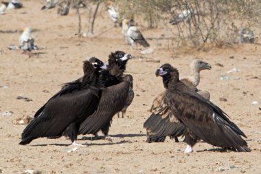 cinereous vulture (Aegypius monachus), the largest Old World vulture, at jorbeer, Rajasthan clipart