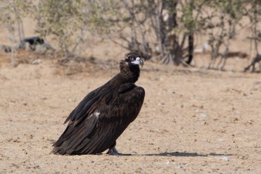 Sinemalı akbaba (Aegypius monachus), Jorbeer, Rajasthan 'daki en büyük Eski Dünya akbabası.