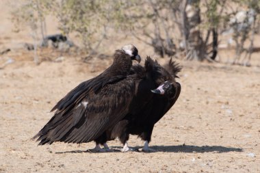 Sinemalı akbaba (Aegypius monachus), Jorbeer, Rajasthan 'daki en büyük Eski Dünya akbabası.