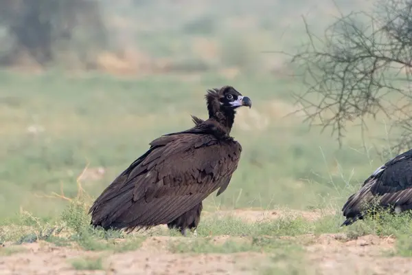 stock image cinereous vulture (Aegypius monachus), the largest Old World vulture, at desert national park, Rajasthan