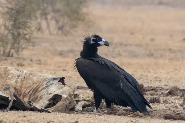 stock image cinereous vulture (Aegypius monachus), the largest Old World vulture, at jorbeer, Rajasthan