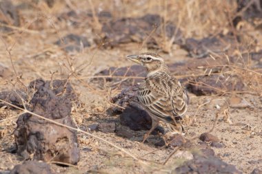 Rajasthan, Hindistan 'daki çöl ulusal parkında iki uçlu tarla kuşu (Melanocorypha bimaculata)
