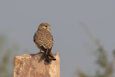 Yaygın kerkenez (Falco tinnunculus), Hindistan 'ın Rajasthan kentindeki çöl ulusal parkında Avrupa kerkenezi, Avrasya kerkenezi veya Eski Dünya kerkenezi olarak da bilinir.