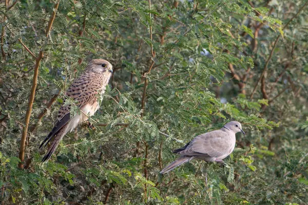 stock image common kestrel (Falco tinnunculus), also known as the European kestrel, Eurasian kestrel or Old World kestrel at desert national park in Rajasthan, India