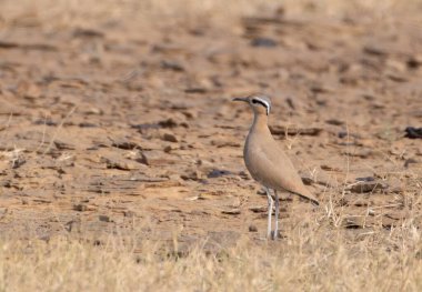Hindistan, Rajasthan 'daki çöl milli parkında krem rengi kurs (imleç)