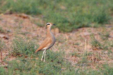Hindistan, Rajasthan 'daki çöl milli parkında krem rengi kurs (imleç)