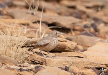 Çöl tarlası (Ammomanes deserti) Rajasthan, Hindistan 'daki çöl milli parkında