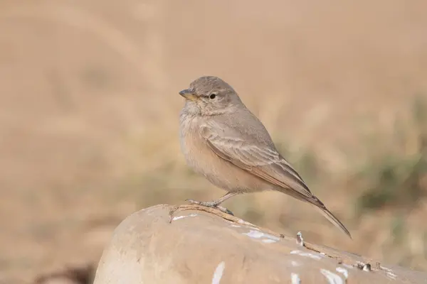 Stock image desert lark (Ammomanes deserti) at desert national park in Rajasthan, India