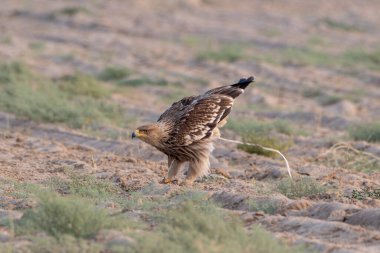 Doğu İmparatorluk Kartalı (Aquila heliaca), Hindistan 'ın Rajasthan kentindeki çöl ulusal parkında büyük bir yırtıcı kuş.