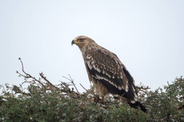 Doğu İmparatorluk Kartalı (Aquila heliaca), Hindistan, Rajasthan 'daki Jorbeer' de büyük bir yırtıcı kuş.
