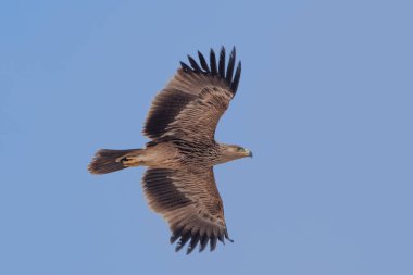 Doğu İmparatorluk Kartalı (Aquila heliaca), Hindistan, Rajasthan 'daki Jorbeer' de büyük bir yırtıcı kuş.