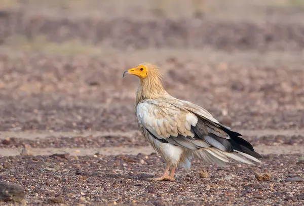 Mısır akbabası (Neophron percnopterus), Hindistan 'ın başkenti Rajasthan' daki çöl parkında, beyaz leş yiyen akbaba veya firavunun tavuğu olarak da bilinir.