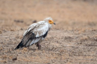 Mısır akbabası (Neophron percnopterus), Hindistan 'ın başkenti Rajasthan' da bulunan Jorbeer 'de bulunan beyaz leş yiyen akbaba veya firavunun tavuğu olarak da bilinir.