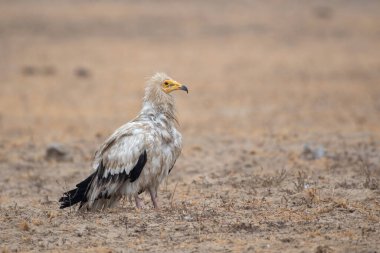 Mısır akbabası (Neophron percnopterus), Hindistan 'ın başkenti Rajasthan' da bulunan Jorbeer 'de bulunan beyaz leş yiyen akbaba veya firavunun tavuğu olarak da bilinir.