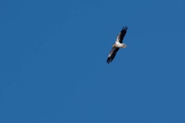 Mısır akbabası (Neophron percnopterus), Hindistan 'ın başkenti Rajasthan' da Jorbeer 'de uçan beyaz leş yiyen akbaba veya firavunun tavuğu olarak da bilinir.