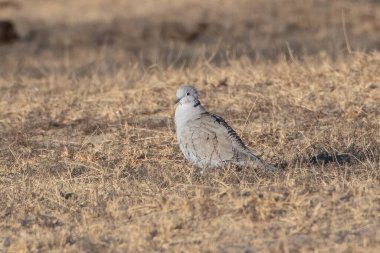 Hindistan, Rajasthan 'daki çöl milli parkında Avrasyalı güvercin (Streptopelia decaocto)