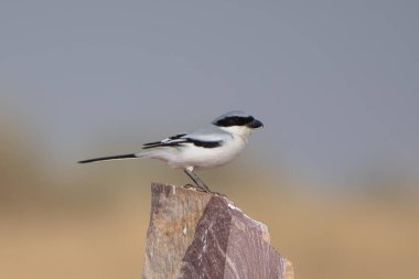 Hindistan, Rajasthan 'daki çöl milli parkında büyük gri örümcekkuşu (Lanius excubitor)