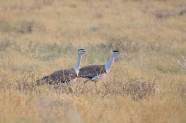 Hindistan 'ın başkenti Rajasthan' daki çöl parkında uçan kuşların en ağırları arasında büyük Hint bustard 'ı (Ardeotis nigriceps) veya Hint bustard' ı bulunur.