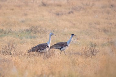 great Indian bustard (Ardeotis nigriceps) or Indian bustard, among the heaviest of the flying birds, at desert national park in Rajasthan, India clipart