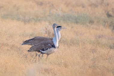 great Indian bustard (Ardeotis nigriceps) or Indian bustard, among the heaviest of the flying birds, at desert national park in Rajasthan, India clipart