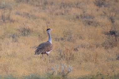 Hindistan 'ın başkenti Rajasthan' daki çöl parkında uçan kuşların en ağırları arasında büyük Hint bustard 'ı (Ardeotis nigriceps) veya Hint bustard' ı bulunur.