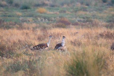 Hindistan 'ın başkenti Rajasthan' daki çöl parkında uçan kuşların en ağırları arasında büyük Hint bustard 'ı (Ardeotis nigriceps) veya Hint bustard' ı bulunur.