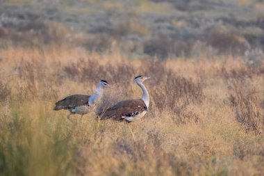 Hindistan 'ın başkenti Rajasthan' daki çöl parkında uçan kuşların en ağırları arasında büyük Hint bustard 'ı (Ardeotis nigriceps) veya Hint bustard' ı bulunur.