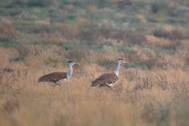 great Indian bustard (Ardeotis nigriceps) or Indian bustard, among the heaviest of the flying birds, at desert national park in Rajasthan, India clipart