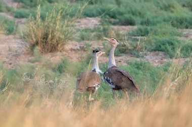 Hindistan 'ın başkenti Rajasthan' daki çöl parkında uçan kuşların en ağırları arasında büyük Hint bustard 'ı (Ardeotis nigriceps) veya Hint bustard' ı bulunur.