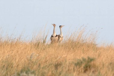 Hindistan 'ın başkenti Rajasthan' daki çöl parkında uçan kuşların en ağırları arasında büyük Hint bustard 'ı (Ardeotis nigriceps) veya Hint bustard' ı bulunur.