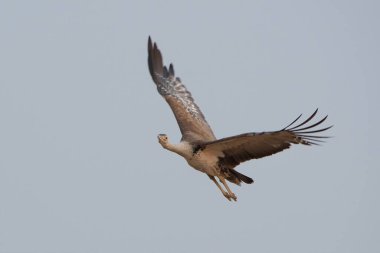 Hindistan 'ın başkenti Rajasthan' daki çöl parkında uçan kuşların en ağırları arasında büyük Hint bustard 'ı (Ardeotis nigriceps) veya Hint bustard' ı bulunur.