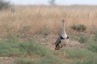 great Indian bustard (Ardeotis nigriceps) or Indian bustard, among the heaviest of the flying birds, at desert national park in Rajasthan, India clipart