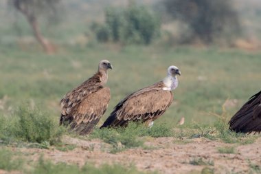 Avrasya Griffon Akbabası (Gyps fulvus), Hindistan 'ın başkenti Rajasthan' daki çöl parkında yaşayan büyük bir Eski Dünya akbabasıdır.