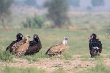 Avrasya griffon akbabası (Gyps fulvus), Hindistan 'ın başkenti Rajasthan' da çöl parkında Cinereous ve kızıl saçlı akbaba ile birlikte büyük bir Eski Dünya akbabasıdır.