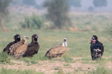 Avrasya griffon akbabası (Gyps fulvus), Hindistan 'ın başkenti Rajasthan' da çöl parkında Cinereous ve kızıl saçlı akbaba ile birlikte büyük bir Eski Dünya akbabasıdır.