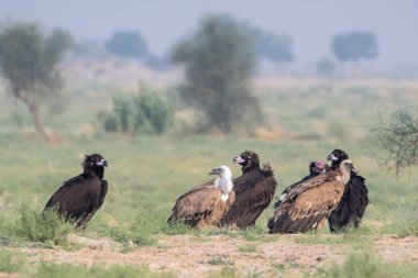 Avrasya griffon akbabası (Gyps fulvus), Hindistan 'ın başkenti Rajasthan' da çöl parkında Cinereous ve kızıl saçlı akbaba ile birlikte büyük bir Eski Dünya akbabasıdır.
