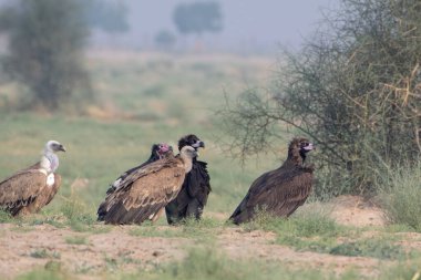 Avrasya griffon akbabası (Gyps fulvus), Hindistan 'ın başkenti Rajasthan' da çöl parkında Cinereous ve kızıl saçlı akbaba ile birlikte büyük bir Eski Dünya akbabasıdır.