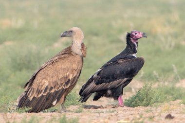 Avrasya griffon akbabası (Gyps fulvus), Hindistan 'ın başkenti Rajasthan' da çöl parkında kızıl saçlı akbaba ile büyük bir Eski Dünya akbabasıdır.