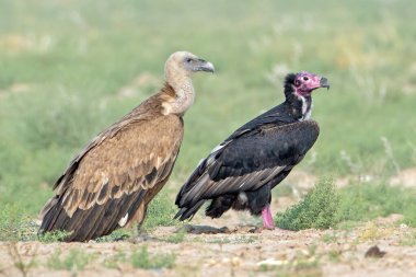 Avrasya griffon akbabası (Gyps fulvus), Hindistan 'ın başkenti Rajasthan' da çöl parkında kızıl saçlı akbaba ile büyük bir Eski Dünya akbabasıdır.