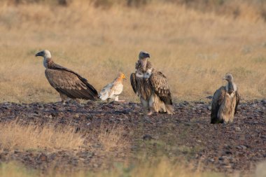 Avrasya griffon akbabası (Gyps fulvus), Hindistan 'ın başkenti Rajasthan' da çöl parkında, Mısırlı ve Hint akbabasıyla birlikte büyük bir Eski Dünya akbabasıdır.